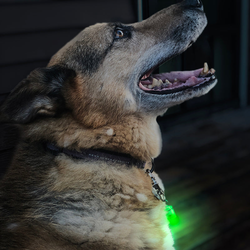 Pet Blinkers™ Flashing LED Pet Safety Light - Large Breed 20 PC Displa